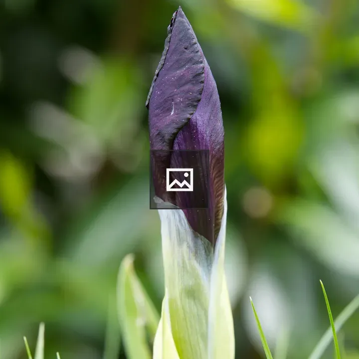 Iris bud in purple tones