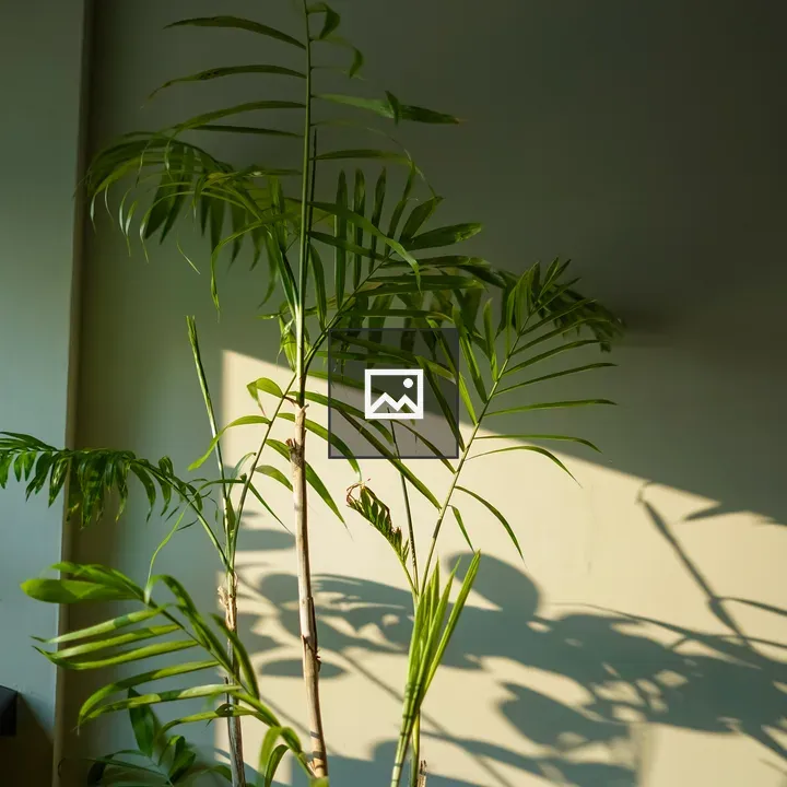 Areca palm in sunlight