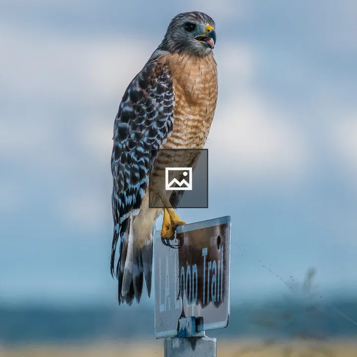 Red-tailed Hawk on Sign