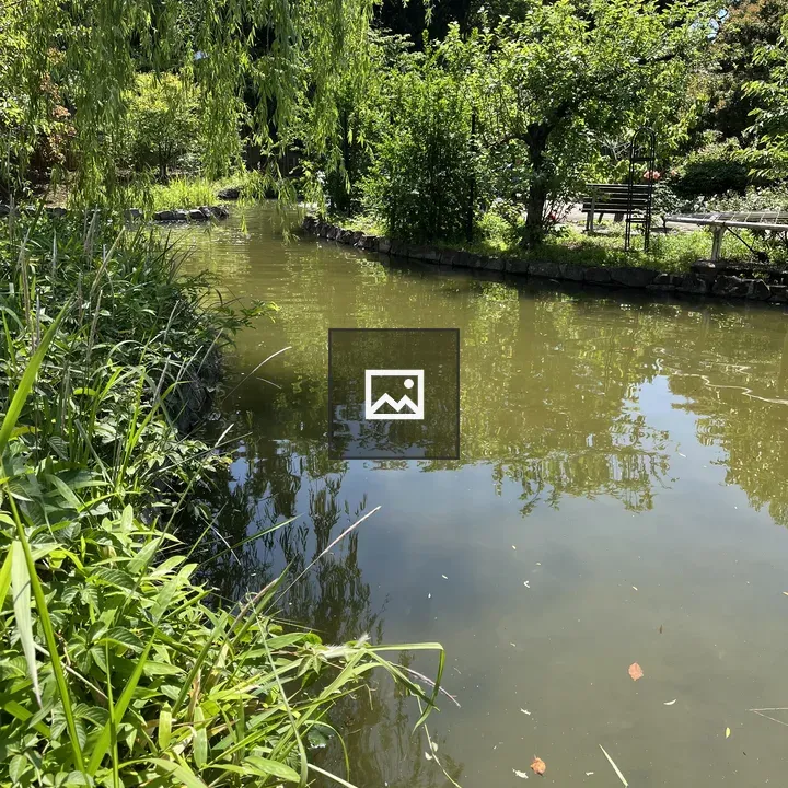Pond Scene with Fish