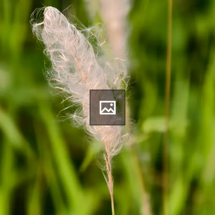 Fluffy white flower head