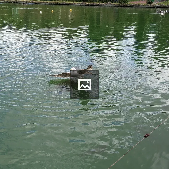 Seagull taking off