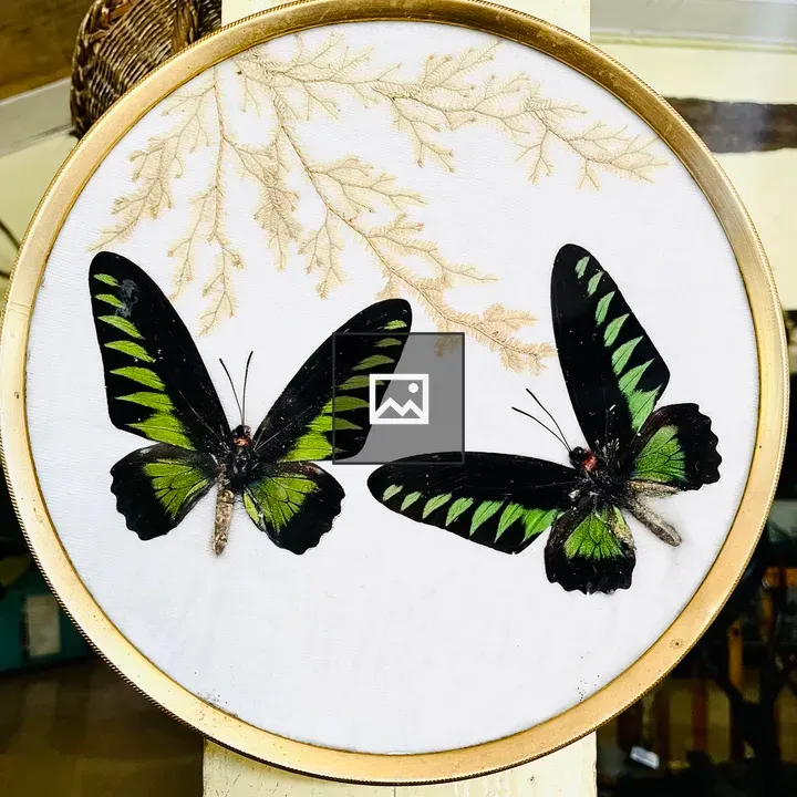 Stuffed Butterfly in Meghalaya