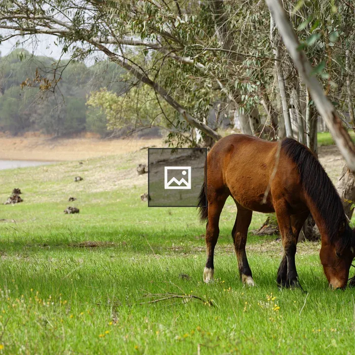 Brown horse grazing by lake