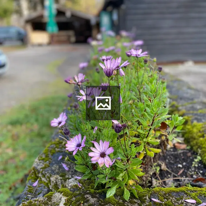 Flowers on a Wall