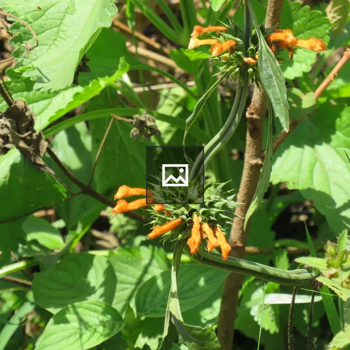 Spiky Leonotis Buds