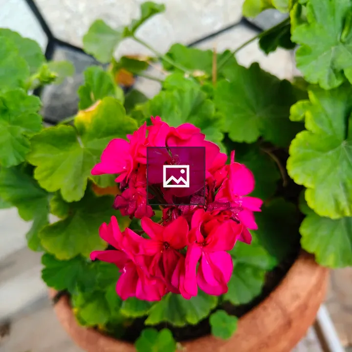 Geraniums in Terracotta Pot