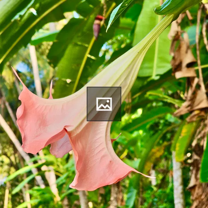Brugmansia versicolor flower side view