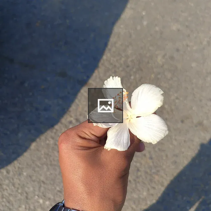 White hibiscus held by hand