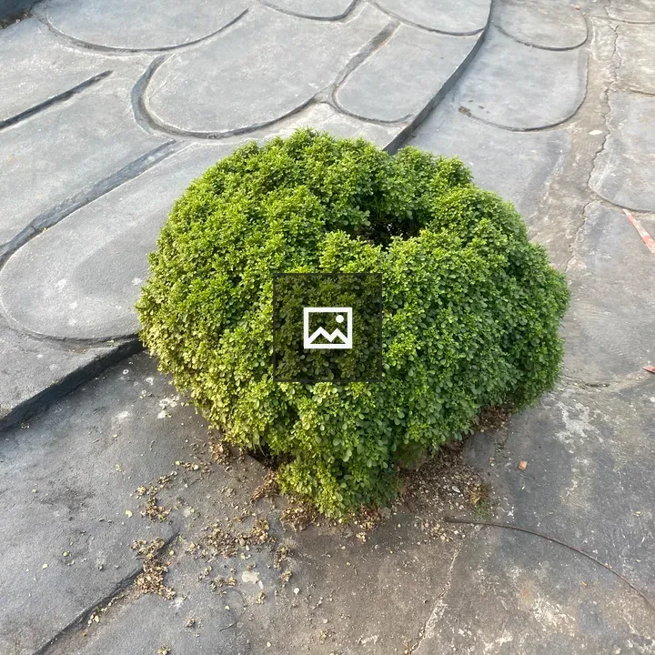 Round green shrub through patterned concrete