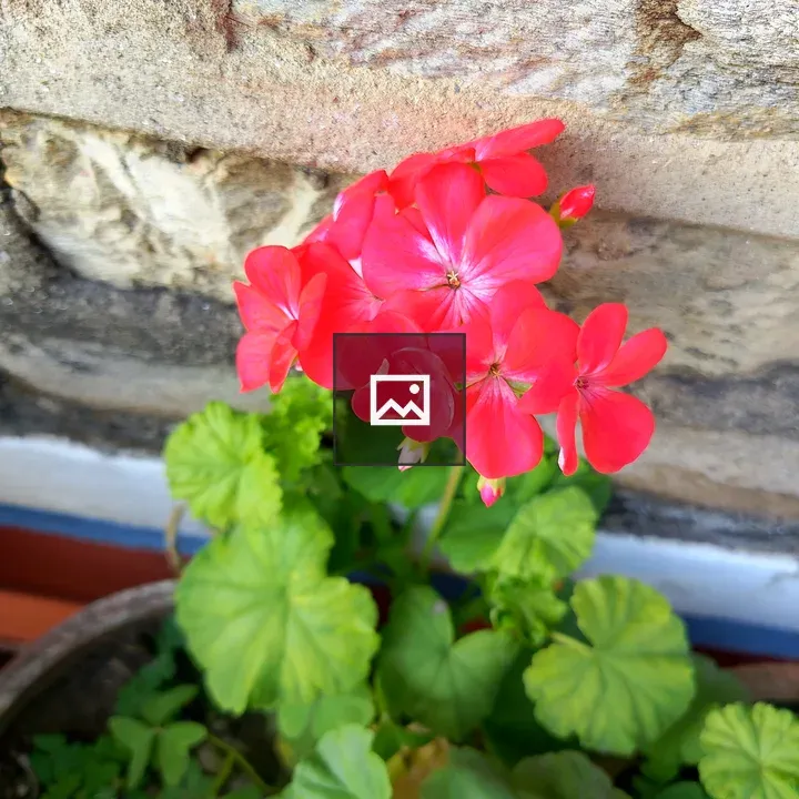 Pink geranium cluster against wall
