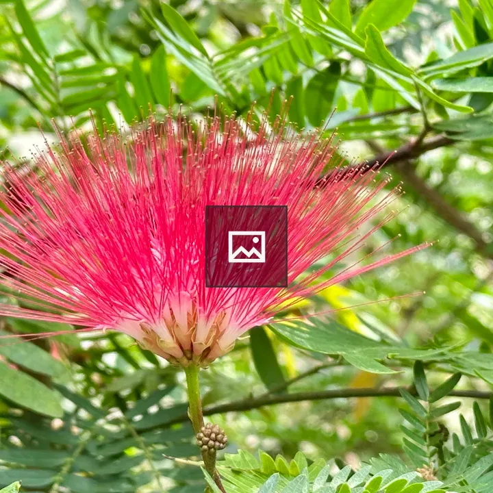 Pink powder puff flower