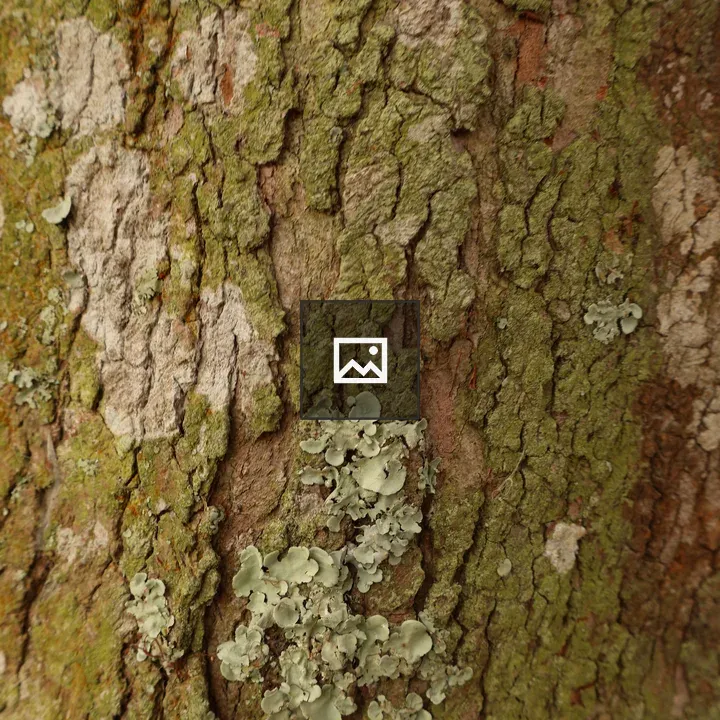 Tree bark texture close-up