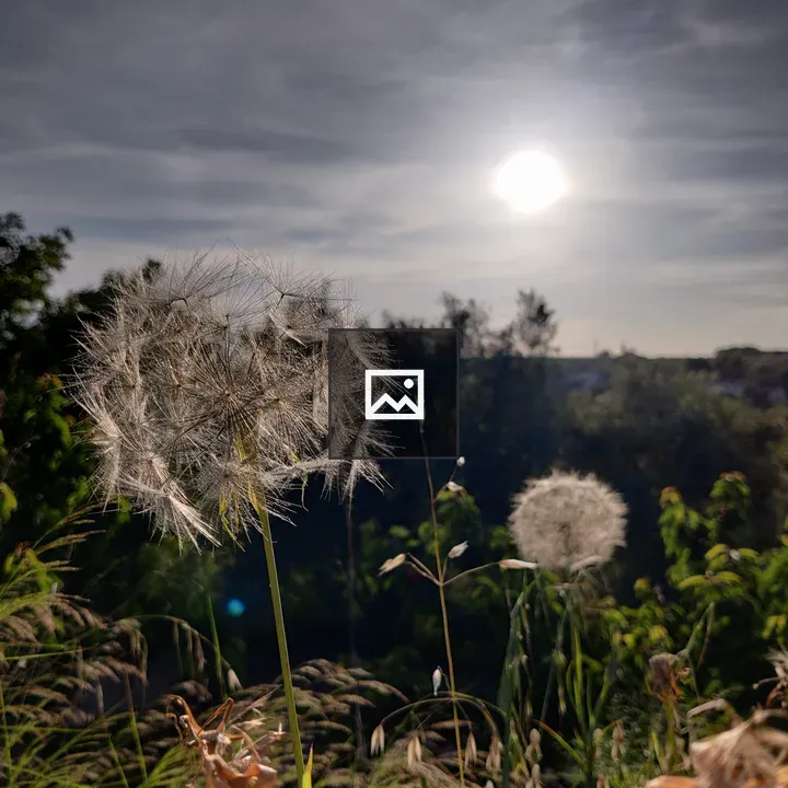Dandelions in a Valley