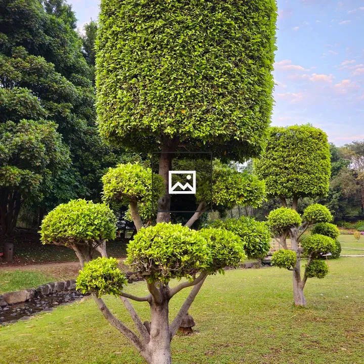 Ficus microcarpa Pruned Tree
