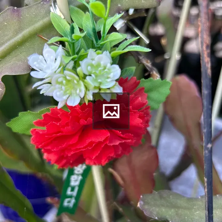 Red carnation with leaves
