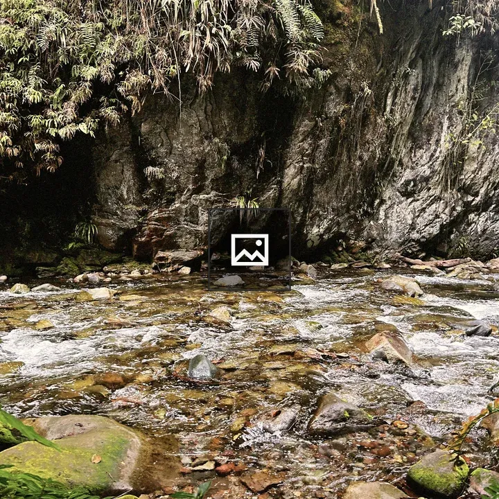 River with rocky bed and ferns