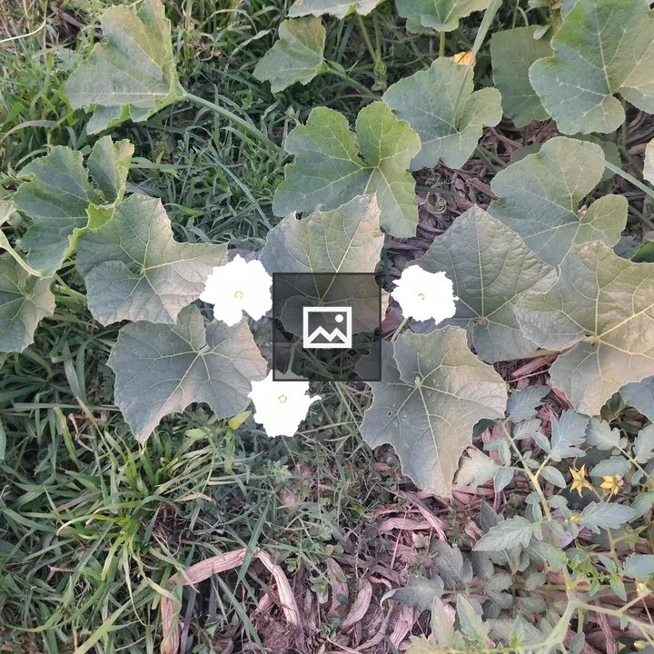 Gourd Plant in Bloom