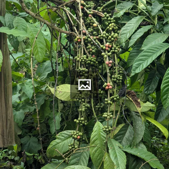 Coffee cherries on branch