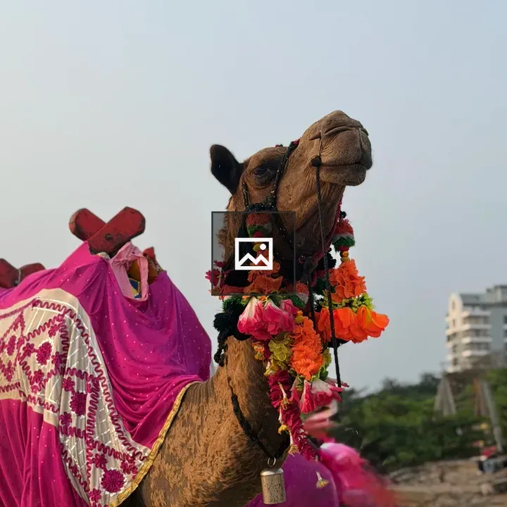 Decorated camel on beach