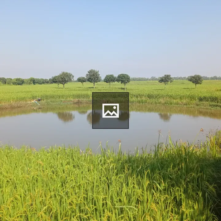 Pond among rice fields