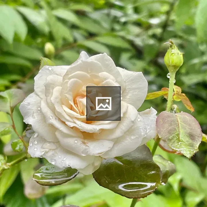 Wet white rose and bud