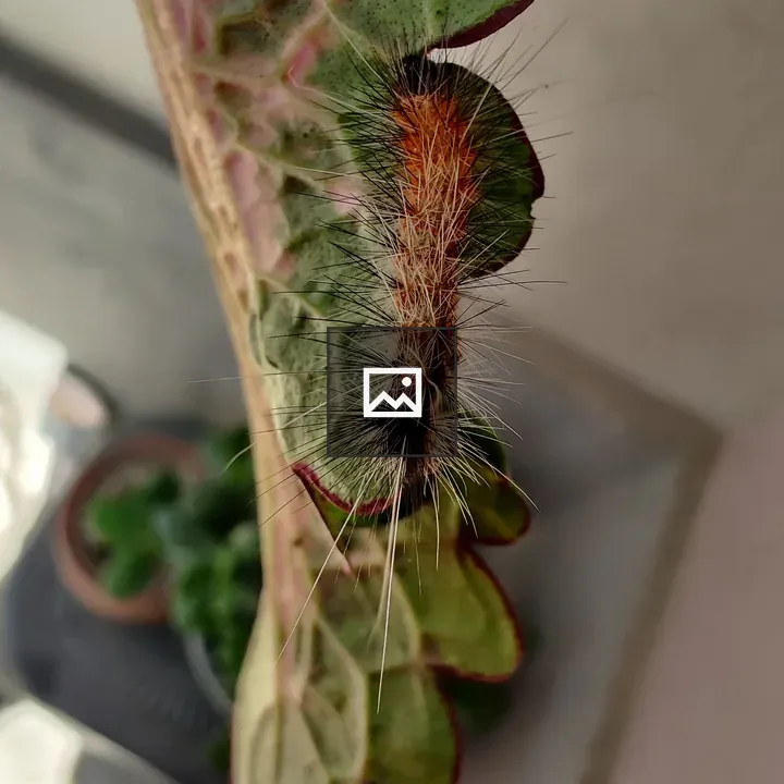 Spiky insect on a plant