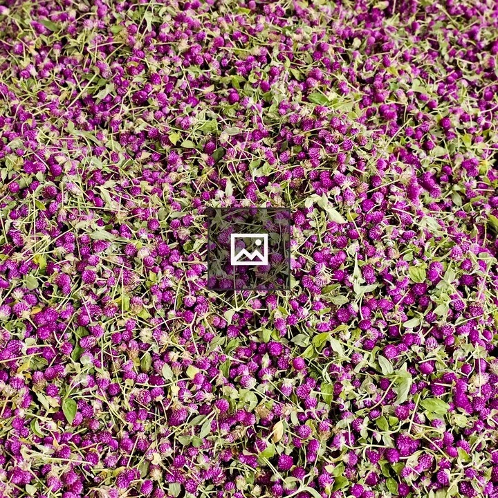 Gomphrena globosa Flowers in Market