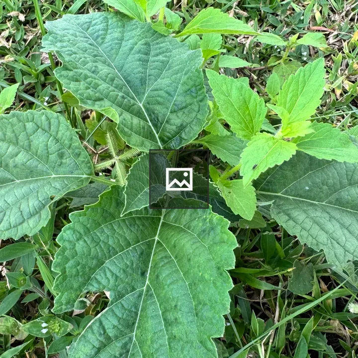 Close-up of green leaves on grass