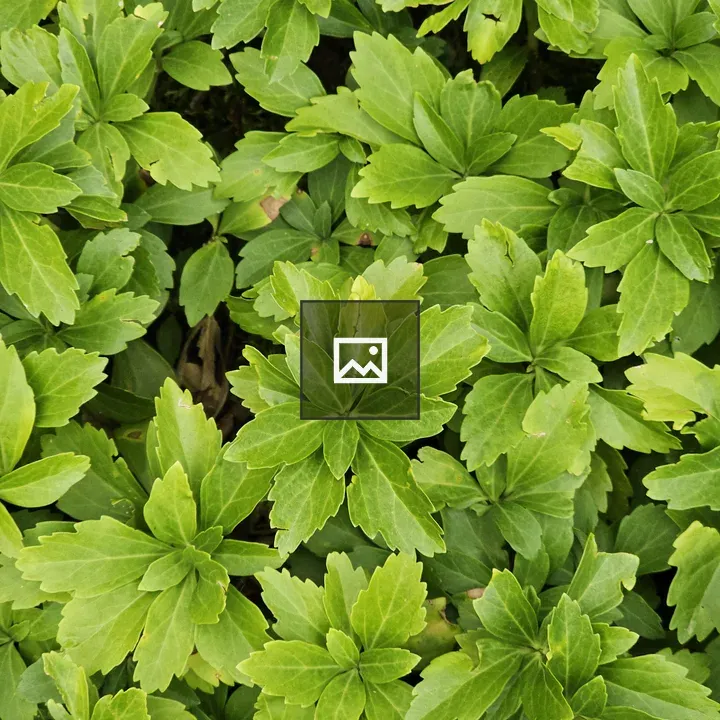 Top-down Foliage in Portland Japanese Garden