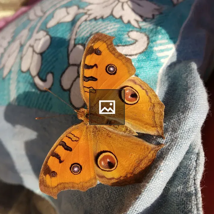 Butterfly in Flight