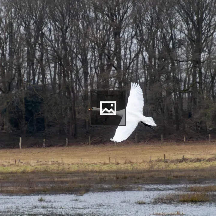 Mute swan in flight over floodplain