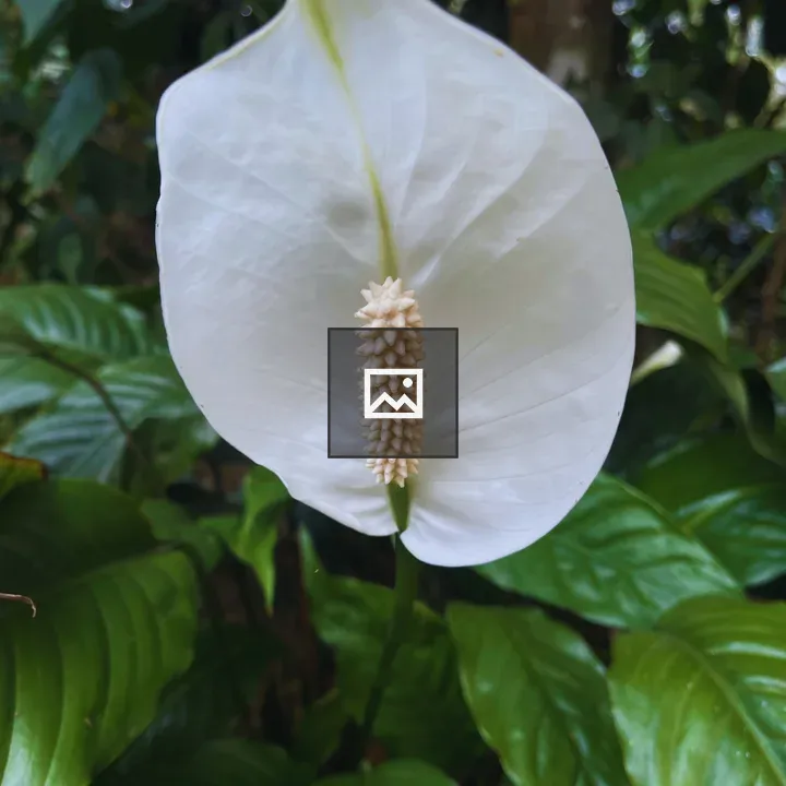 White peace lily flower