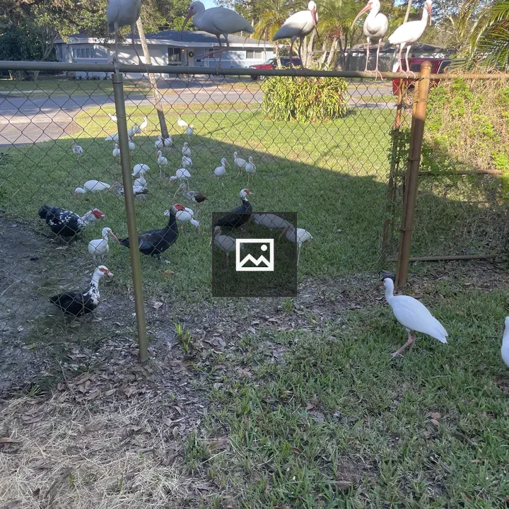 Ibis and ducks