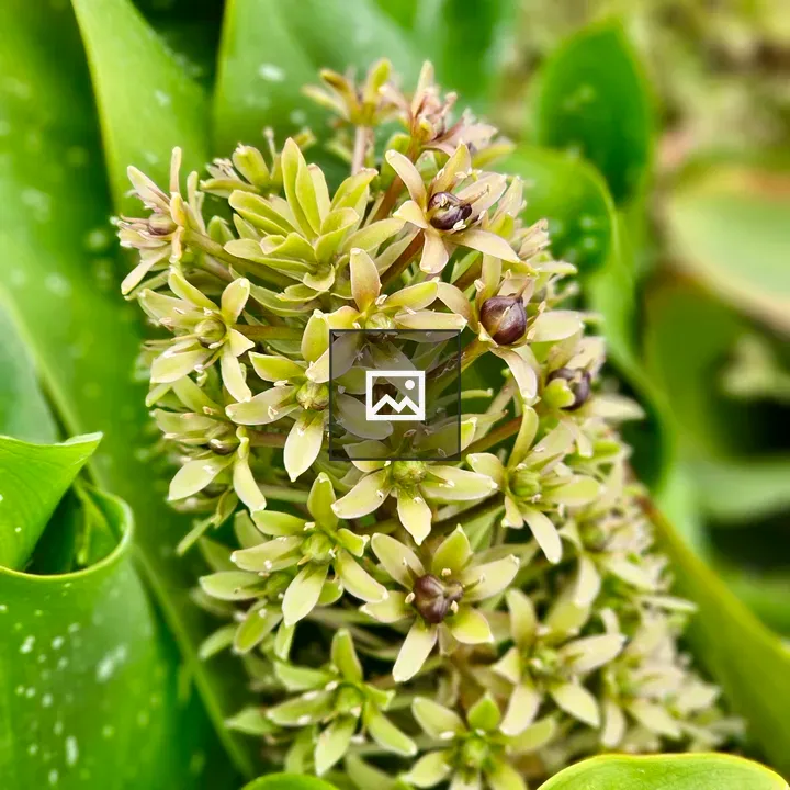 Pineapple Lily flower close-up
