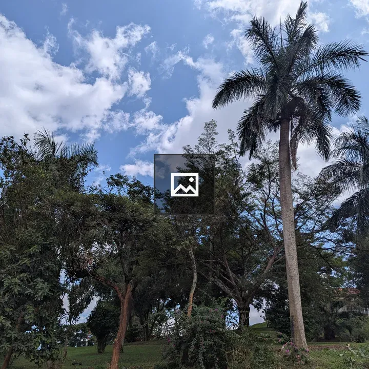 Tall palm trees scene