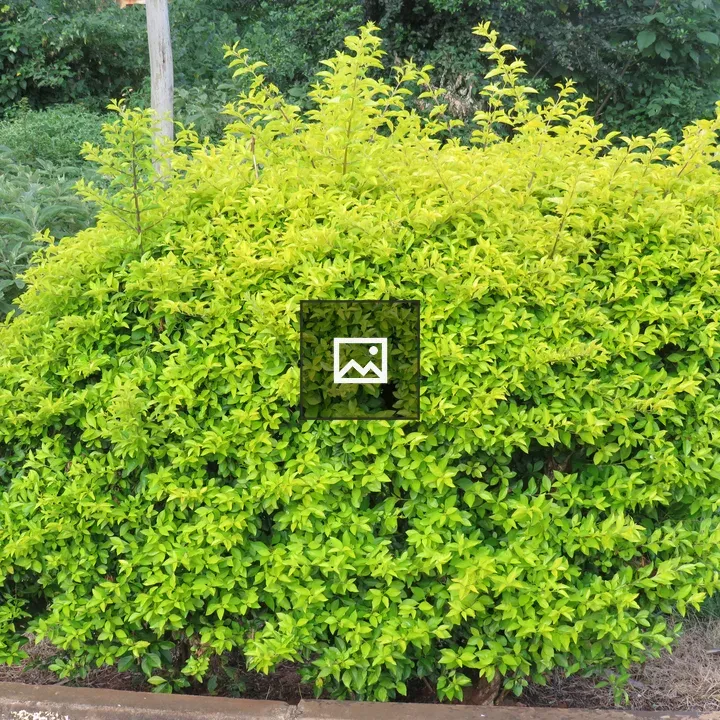 Large rounded bush with lime-green leaves