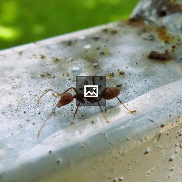 Ant on Metallic Surface