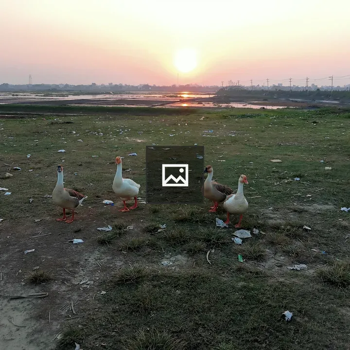 Geese on a Sunset Field