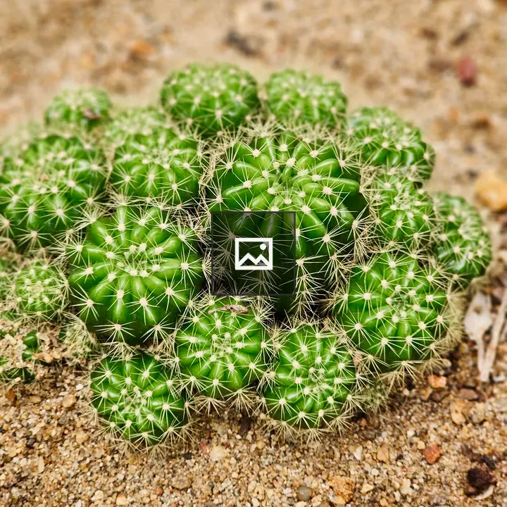 Cacti cluster at Malabar Botanical Garden
