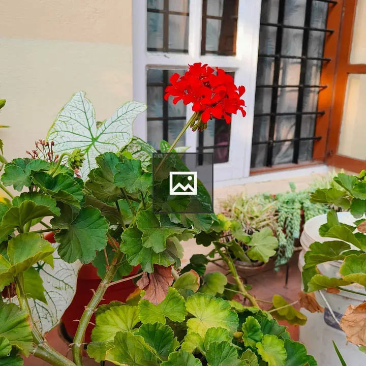 Red geranium in garden
