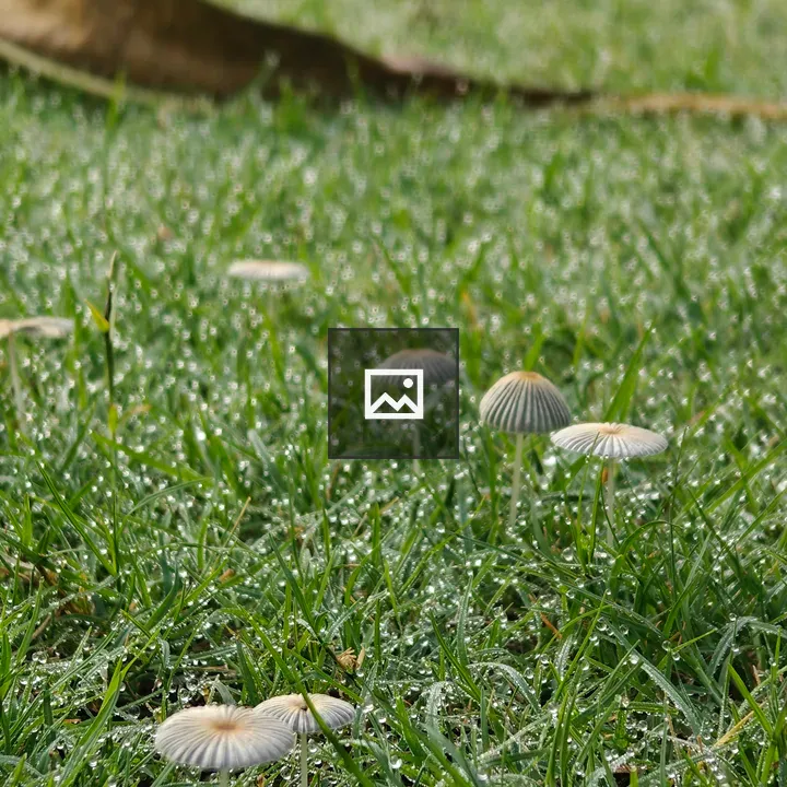 Tiny mushrooms on dewy grass