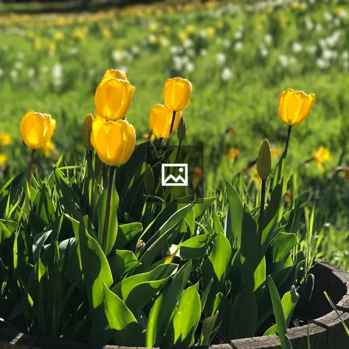 Yellow Tulips
