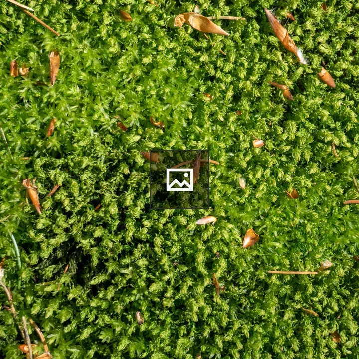 Close-up of horn calcareous moss