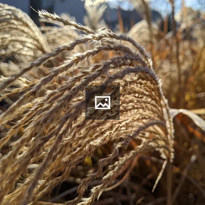 Sunshine on Grass Seed Heads