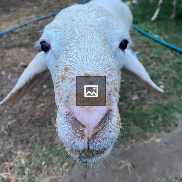 Sheep close-up with muddy nose