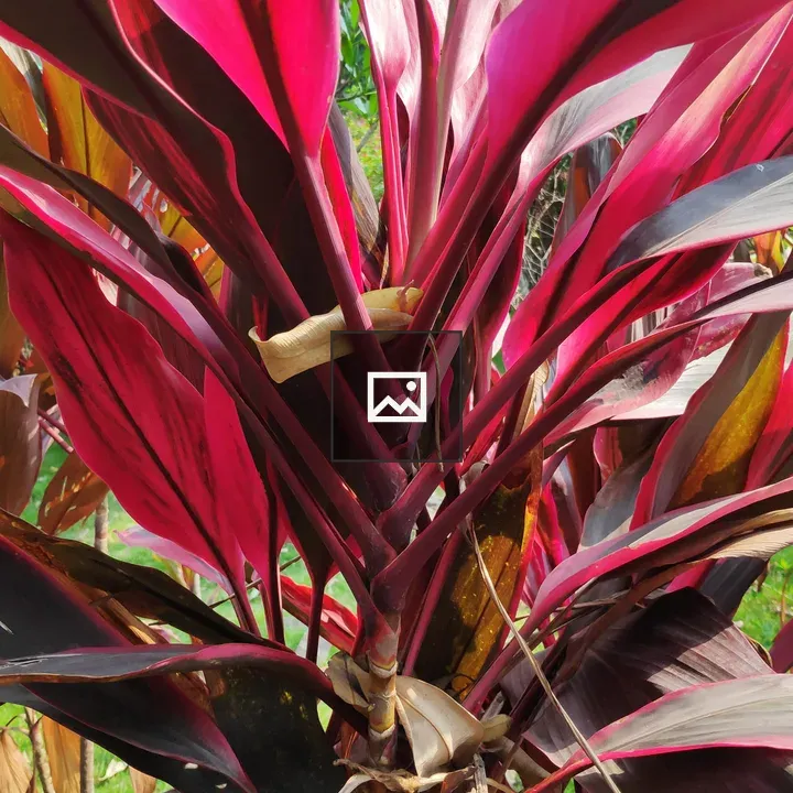 Purple Leaved Cordyline Fruticosa Plant