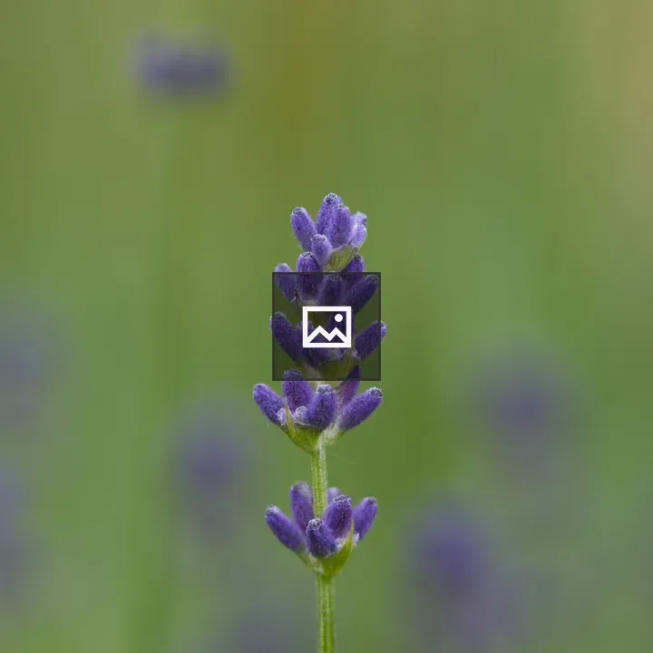 Lavender Inflorescence Close-Up