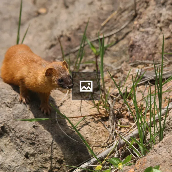Yellow weasel on rock