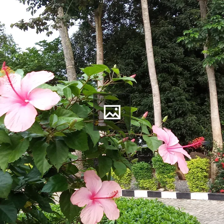 Pink flowers along road